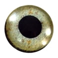 thumbnail image 3 of Eagle Glass Eyes, 3 of 6