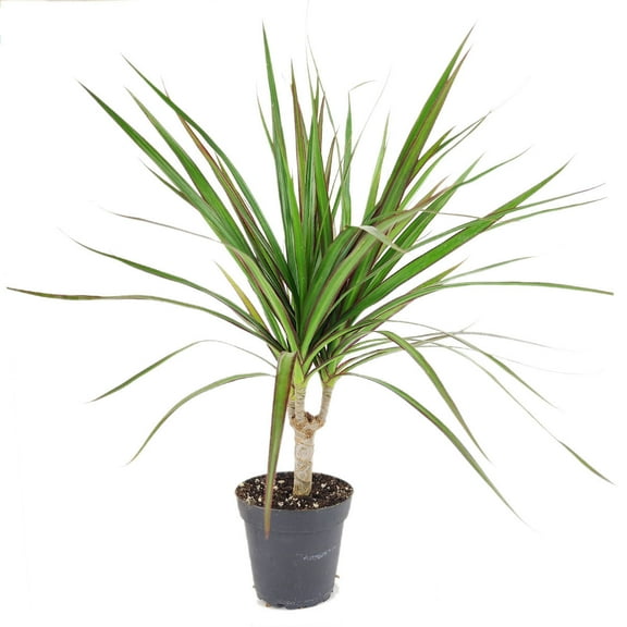 SUCCULENTS BOX 4" Dark Green Small Dracaena Marginata Live Plants in 4" Plastic Pot, Air Purifying