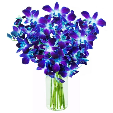 KaBloom: Fresh Flowers - Bouquet of 10 Blue Dendrobium Orchids in a Glass Vase