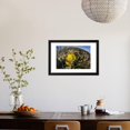 thumbnail image 3 of Flowering prickly pear cactus (Opuntia ficus-indica), in the Sweetwater Preserve, Tucson, Arizona, Framed Print Wall Art By Michael Nolan, 3 of 5
