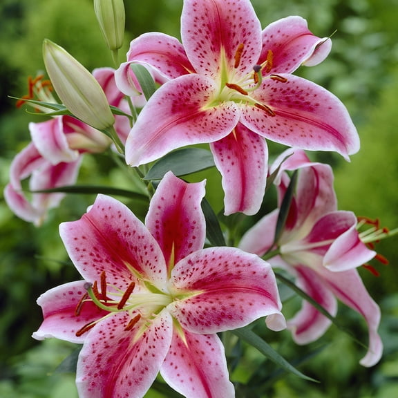 Van Zyverden Lilies Premium Oriental Stargazer Set of 7 Giant Mammoth Bulbs Multicolor Partial Sun Easy to Grow 2 lbs