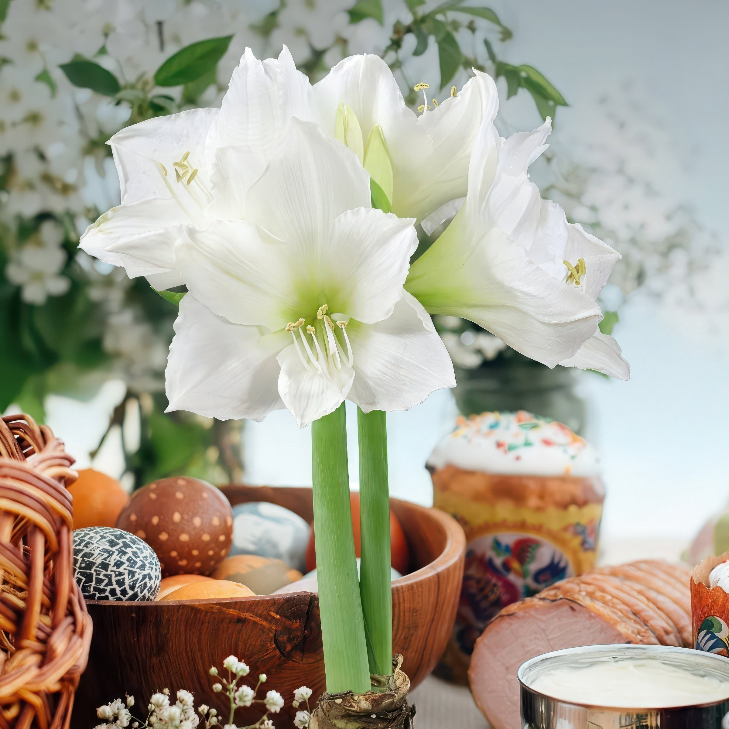 National Plant Network Pastel Pink Waxed White Blooming Giant Amaryllis Bulb (3-pack)