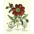 thumbnail image 2 of Besler, Basilius 15x18 Black Ornate Wood Framed with Double Matting Museum Art Print Titled - Red Besler Peonie I, 2 of 4