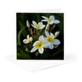 thumbnail image 5 of 3drose, Usa, Hawaii, Kailua Kona, Close-up of Singapore Plumeria., 6 Greeting Cards with Envelopes, 5 of 7