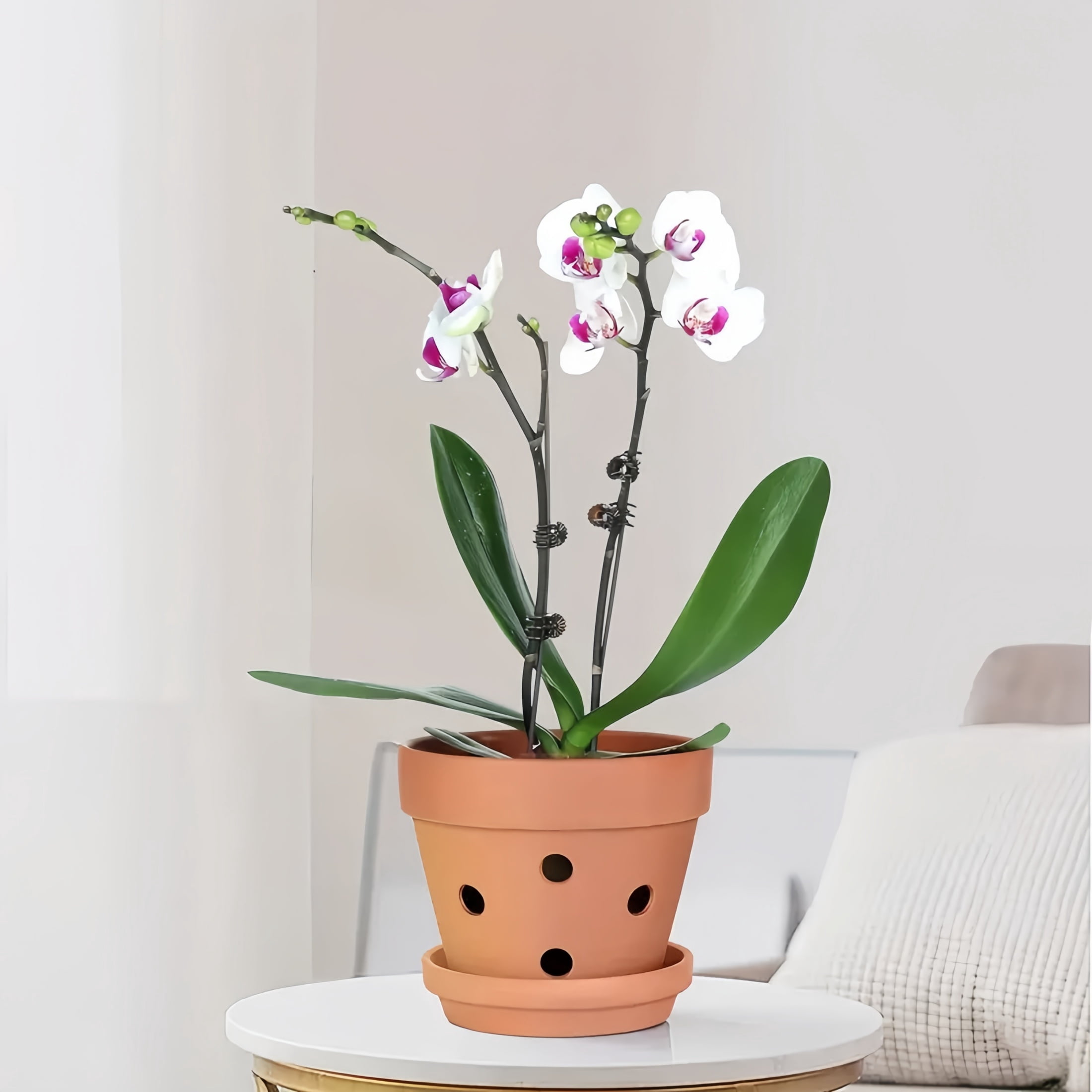 6-Piece 4" Terracotta Orchid Pots With Drainage Holes & Saucers - Classic Clay Planters For Enhanced Air Flow, Perfect For Indoor & Outdoor Orchids