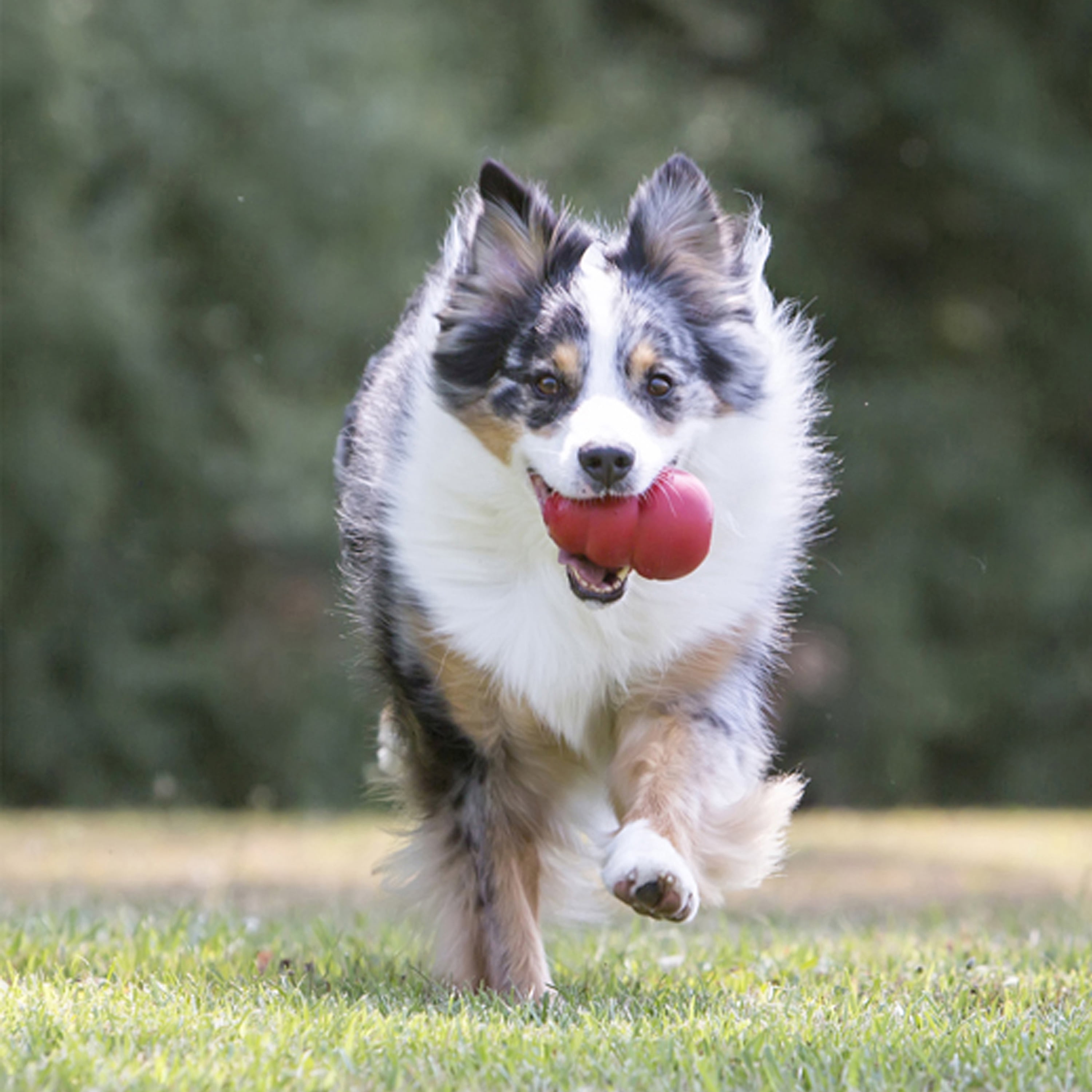 KONG® Classic Rubber Dog Toy for Average Chewers, Extra Extra Large, for Dogs 85+ lbs