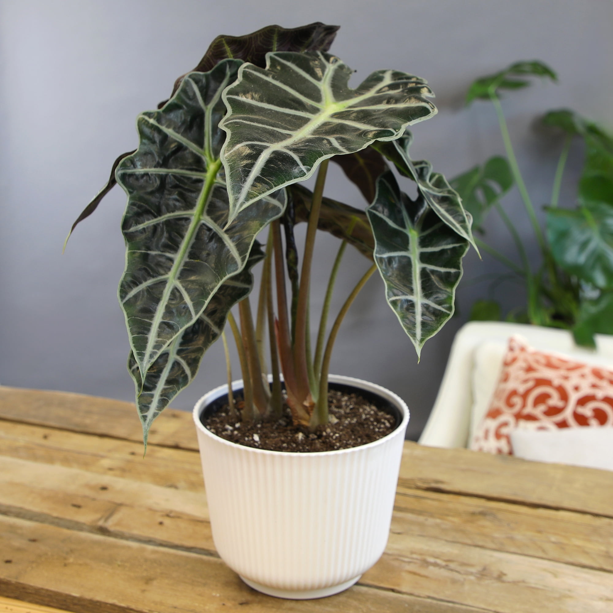 Element Live Alocasia Houseplant, 6in White Décor Pot, Easy Care