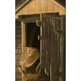 thumbnail image 2 of Goebel, Wilhelm 10x14 White Modern Wood Framed Museum Art Print Titled - Out of the Darkness - Barn Owl, 2 of 4