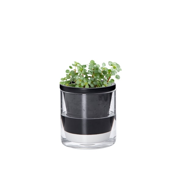 4 Inch Design Self Watering Pot for Indoor Plants, Terracotta Planter with Cylinder Glass Cup, 37-X-A-1