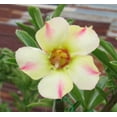 thumbnail image 3 of 10 Mixed DESERT ROSE / ADENIUM Obesum African Houseplant Flower Seeds, 3 of 5