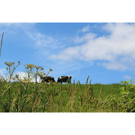 LAMINATED POSTER Cattle England Grass Summer Cows Nature Meadow Poster Print 24 x