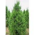 thumbnail image 3 of Keteleeri Juniper - 3 Live Trees - Juniperus Chinensis, 3 of 9