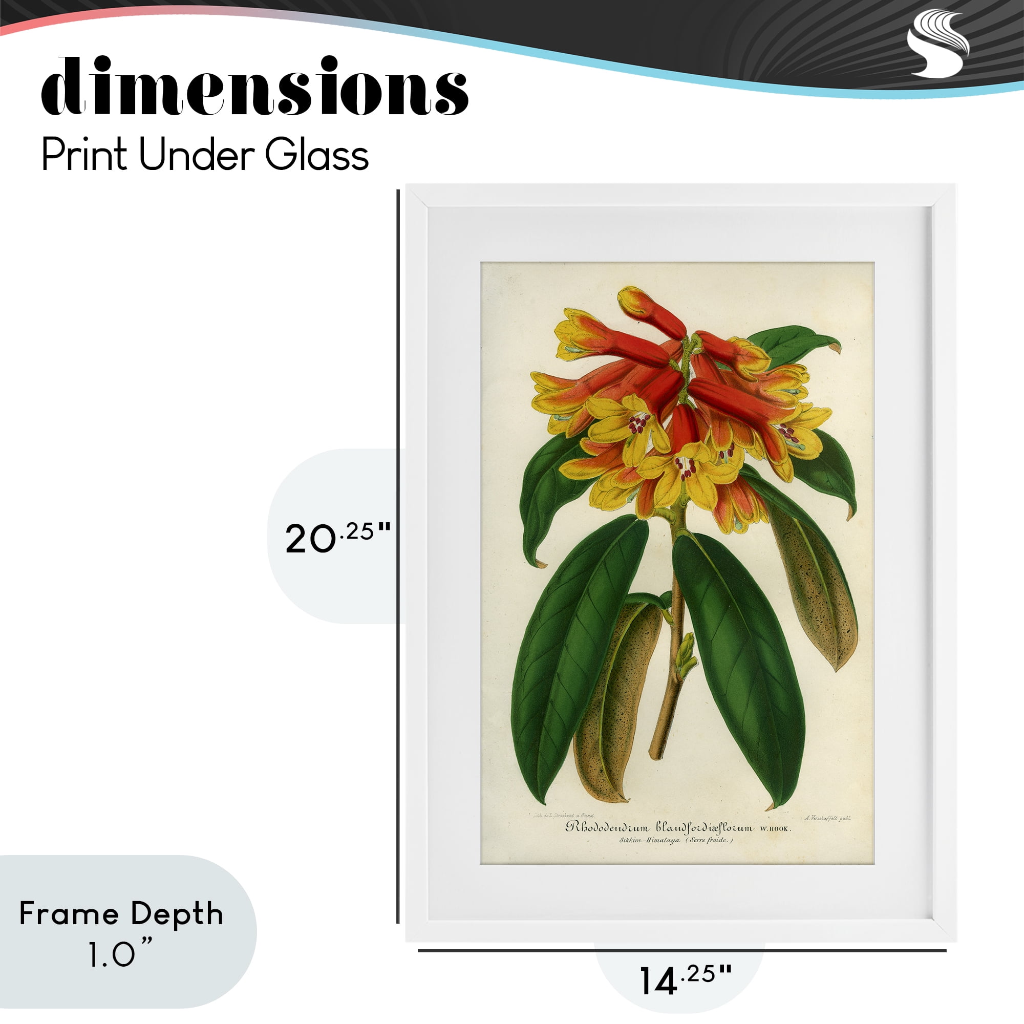 Stupell Industries Orange Yellow Rhododendron White Framed Print Under Glass, design by Print Collection
