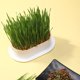 thumbnail image 4 of 4 macetas de hierba gatera para gatos, bandeja para brotes de plantas hidropónicas, maceta de hierba gatera, 4 of 6