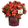 thumbnail image 4 of Brighter Blooms - Autumn Embers® Encore® Azalea Shrub, 1 gal - No Shipping to AK, AZ, HI, 4 of 6