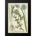 thumbnail image 2 of Weinmann 17x24 Black Modern Framed Museum Art Print Titled - Allium, 2 of 5