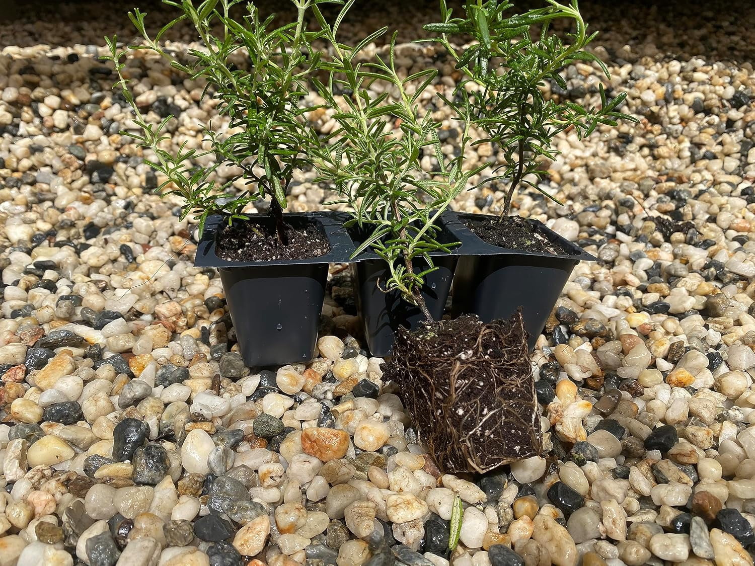 3 Creeping Rosemary Plants, Rosmarinus Officinalis 'Prostratus', Thriving in 2.5" Nursery Cubes