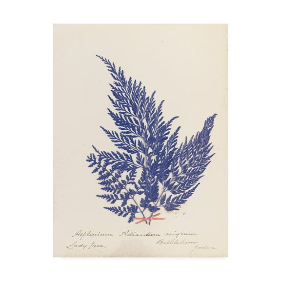 Trademark Fine Art 'Botanical Fern XVIII Blue' Canvas Art by Wild Apple Portfolio