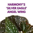 thumbnail image 2 of Harmony Foliage Harmony's Silver Eagle Angel Wing Cane Begonia 4 inch, 2 of 8