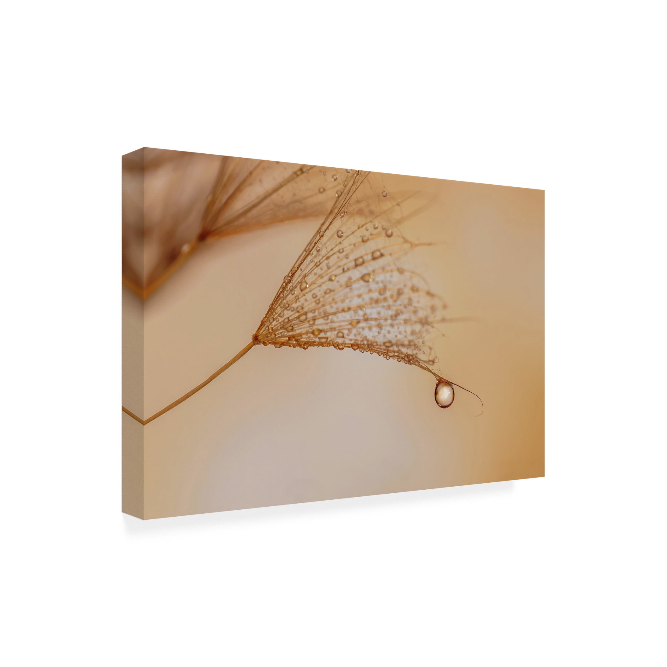 Trademark Fine Art Lara Bonazza Jadore Canvas Wall Art