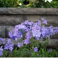 thumbnail image 4 of Better Homes & Gardens - 2.5 Quart Blue Woodland Phlox Perennial (1 Count) - Outdoor Live Plants, 4 of 5