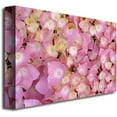 thumbnail image 2 of Trademark Fine Art "Pink Hydrangea" Canvas Art by Kathie McCurdy, 2 of 2