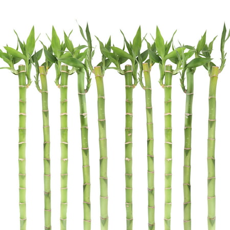 Delray Plants Lucky Bamboo Single Stalks (Dracaena sanderiana) Easy to Grow Live House Plants, 40 cm, (Best Place To Keep Bamboo Plant In House)
