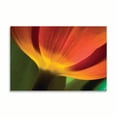 thumbnail image 2 of Gango Home Decor Tulip Up Close II by Lee Peterson (Printed on Paper); One 36x24in Fine Art Paper Giclee Print, 2 of 4