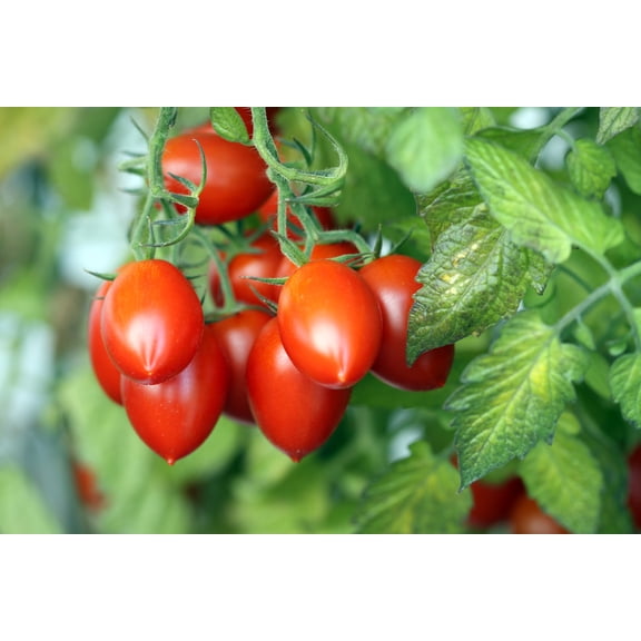 Roma Tomato Plant 2.5" Pot - Superior Paste Tomato/Meaty