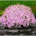 Pink Creeping Baby'sBreath 1000+ OIF8 Seeds for Planting Gypsophila