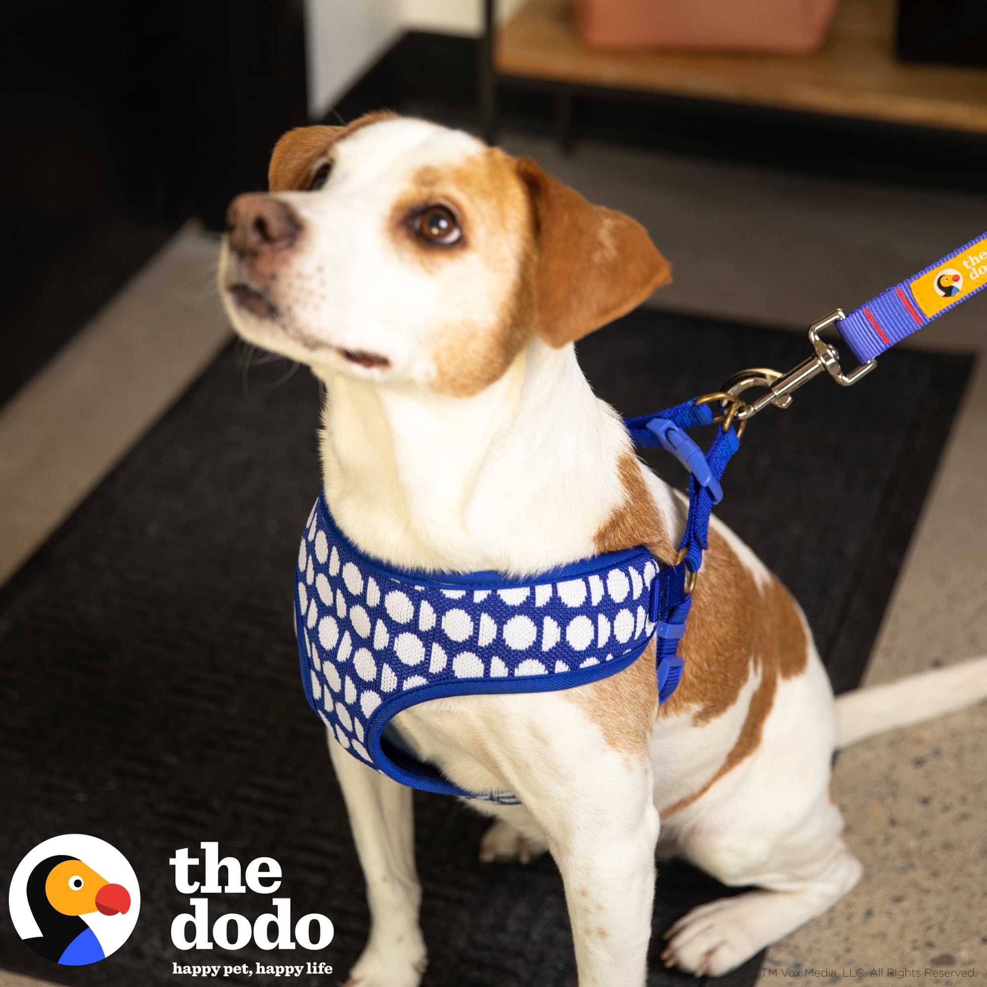 Preppy Dog Accessories You Need To Have - DodoWell - The Dodo