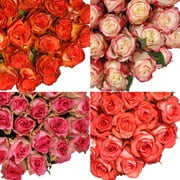 Fresh Cut Assorted Bicolor Roses, 20", Pack of 75 by InBloom Group