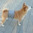 thumbnail image 6 of Male Dog Diapers, High Absorbing Dog Belly Bands for Male Dogs, Washable Reusable Dog Males Wraps, 6 of 9