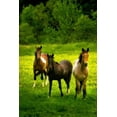 thumbnail image 2 of Alan Hausenflock 23x32 White Modern Wood Framed Wall Art Titled - The Horses Three II, 2 of 5