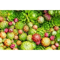 USA Made Hens and Chicks Cactus Succulent Seeds - 50 Small Seeds - Perfect Gardener Gift ...