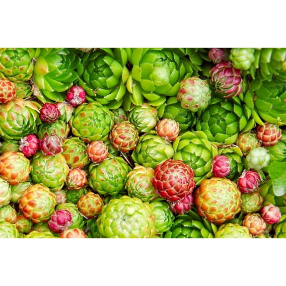 Hen's and Chick's Succulent Seeds for Planting (200 Seeds)