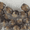 Walnut, variant on Pepperell Barrel Wood Beads 13mmX11mm 18/Pkg-Natural