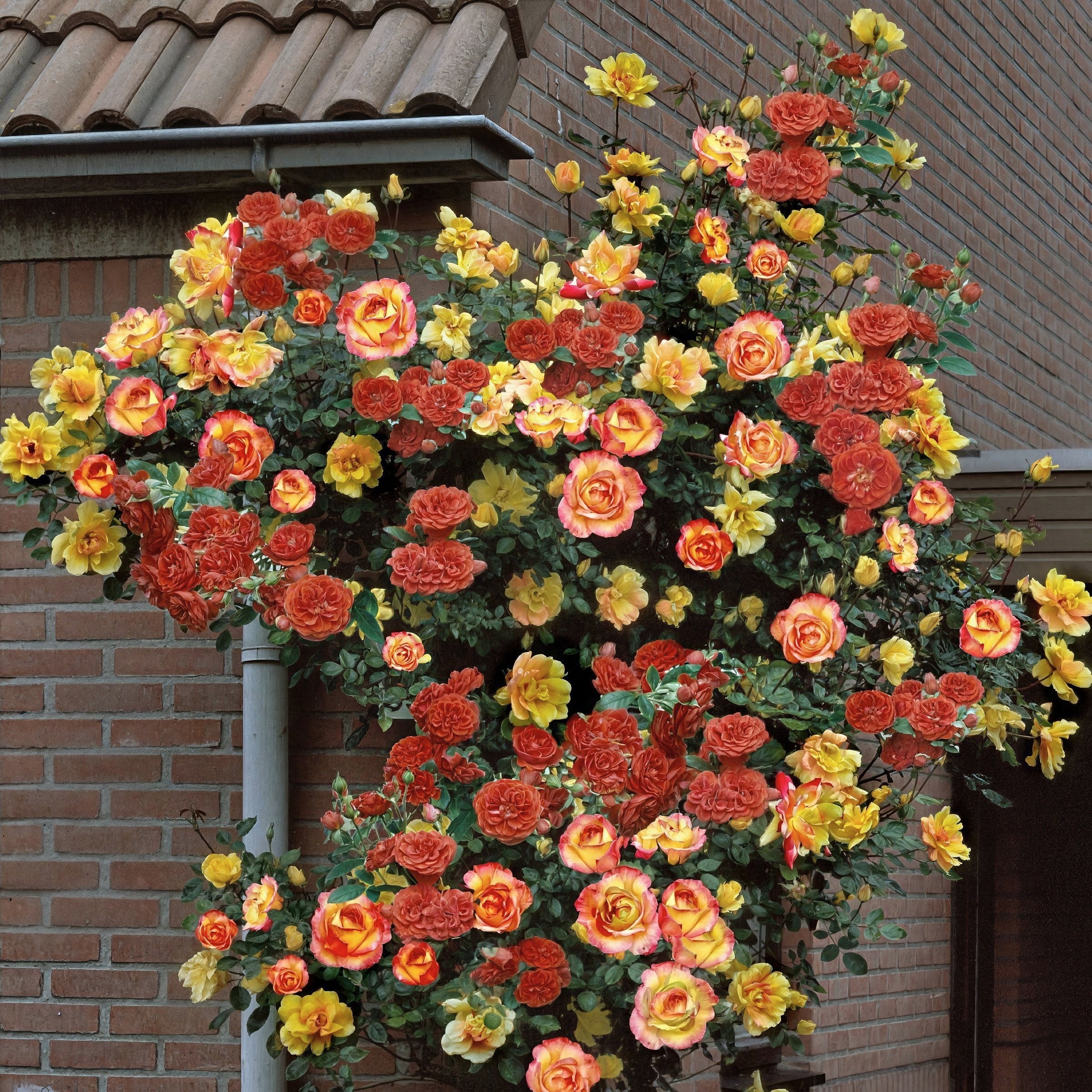 Bare Root Joseph's Coat Rose with Multicolor Flowers (2-Pack)