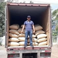 thumbnail image 6 of (15 Lbs) Guatemala Green Sprecialty Grade Gourmet Green Coffee - by Kafetos Coffee Co, 6 of 6
