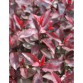 thumbnail image 6 of Purple Leaf Sandcherry, 6 of 9