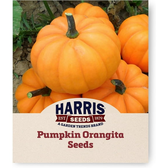 Harris Seeds - Treated Pumpkin Orangita F1 Non-GMO Vegetable - 250 Seeds