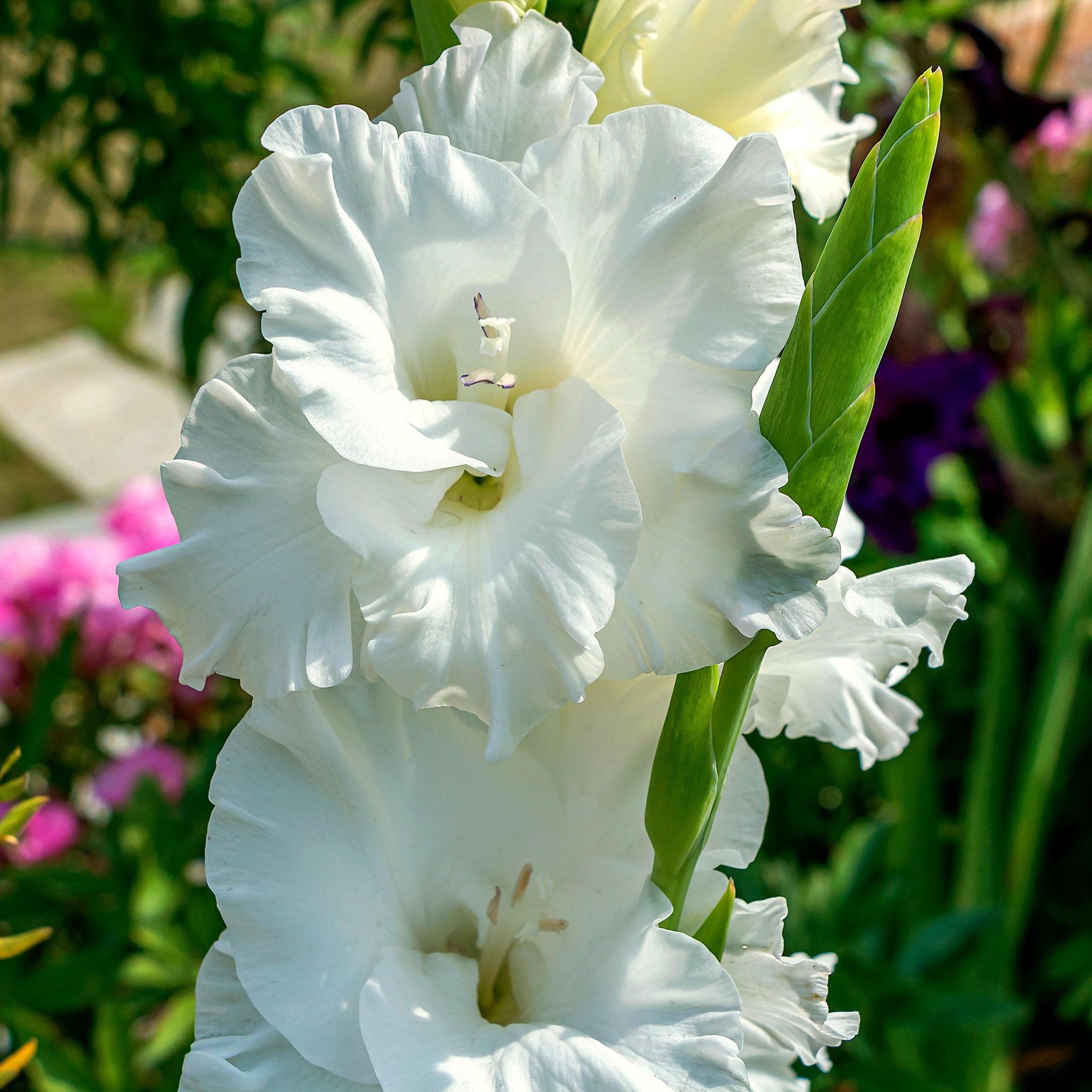 National Plant Network Gladioli White Prosperity Bulbs (20-Pack)