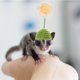 thumbnail image 5 of KAKOWELY Sombrero de hámster, sombrero decorativo de chinchilla, sombrero de serpiente de punto, sombrero de conejillo de indias, sombrero de punto para mascota pequeña, 5 of 5