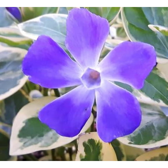 Classy Groundcovers, Vinca major 'Variegata' (25 Pots, 3 1/2 inch square)