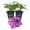 2 Plants, variant on Clematis Ramona - Live Starter Plant in a 2 Inch Growers Pot - Starter Plants Ready for The Garden - Rare Clematis for Collectors