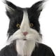 thumbnail image 1 of Máscara de gato negro con pelo para cosplay, Halloween, baile de máscaras, 1 of 2