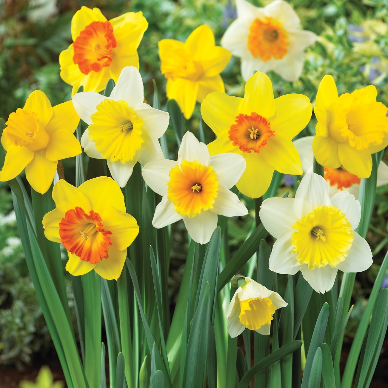 Van Zyverden Daffodil Mix Dormant Perennial Bulbs, Partial Sun, Multicolor