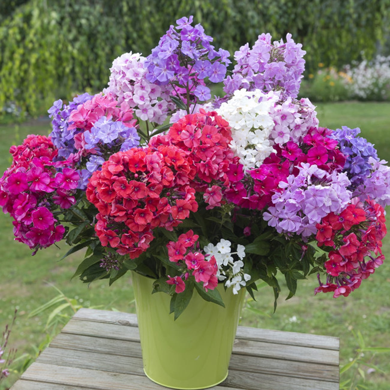 Van Zyverden Tall Phlox Mixed Set of 6 Plant Roots Multicolor Partial Sun Pollinator 2 lbs