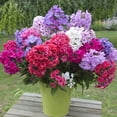 thumbnail image 3 of Van Zyverden Tall Phlox Mixed, 3 Plant Roots, Multi-color, Partial Sun, Perennial, Fragrant, 1lb, 3 of 9
