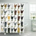 thumbnail image 1 of ABPHQTO Fory 49 Chicken Hens Nine Biddies Birds Bantams Fowl Cortina de ducha 150x180 cm, 1 of 1